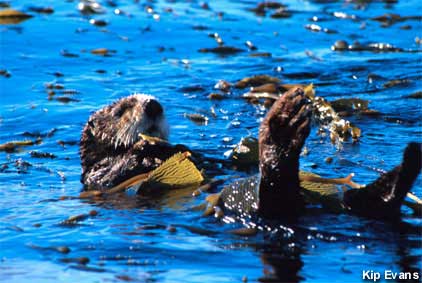 Sea Otter playing in the kelp